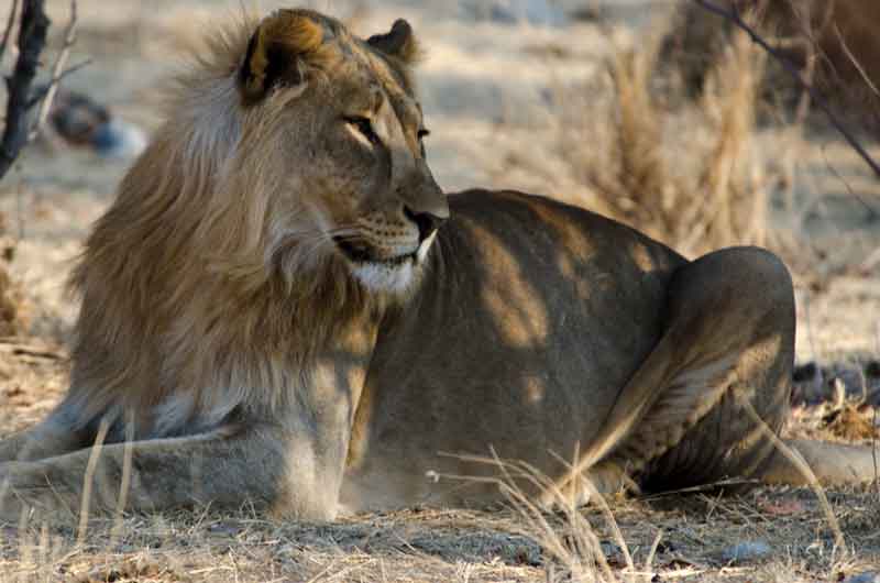 05 - Namibia - leon - parque nacional de Etosha